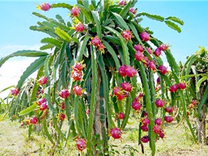 TPHCM: Tuyển chọn hai giống thanh long ruột đỏ chất lượng cao
